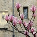 Magnolia time by judithg