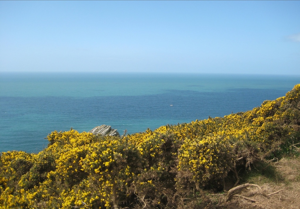 View across the gorse to the sea by foxes37