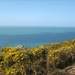 View across the gorse to the sea by foxes37