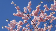 29th Apr 2013 - Springtime tree