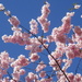 Springtime tree by bizziebeeme