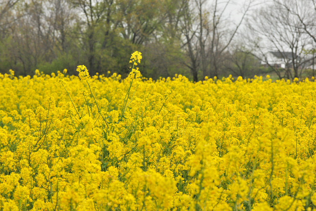 Sea of Yellow by alophoto