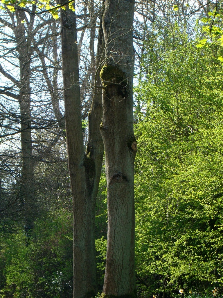 Apr 29: Grumpy Tree by bulldog