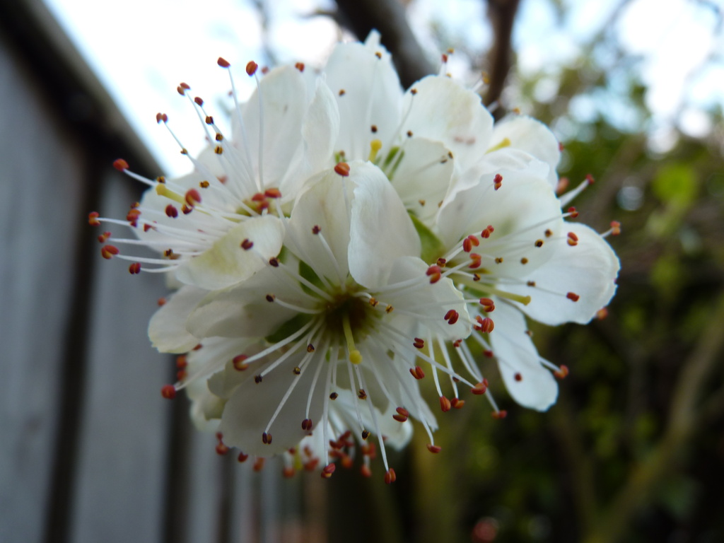 Greengage Blossom by lellie