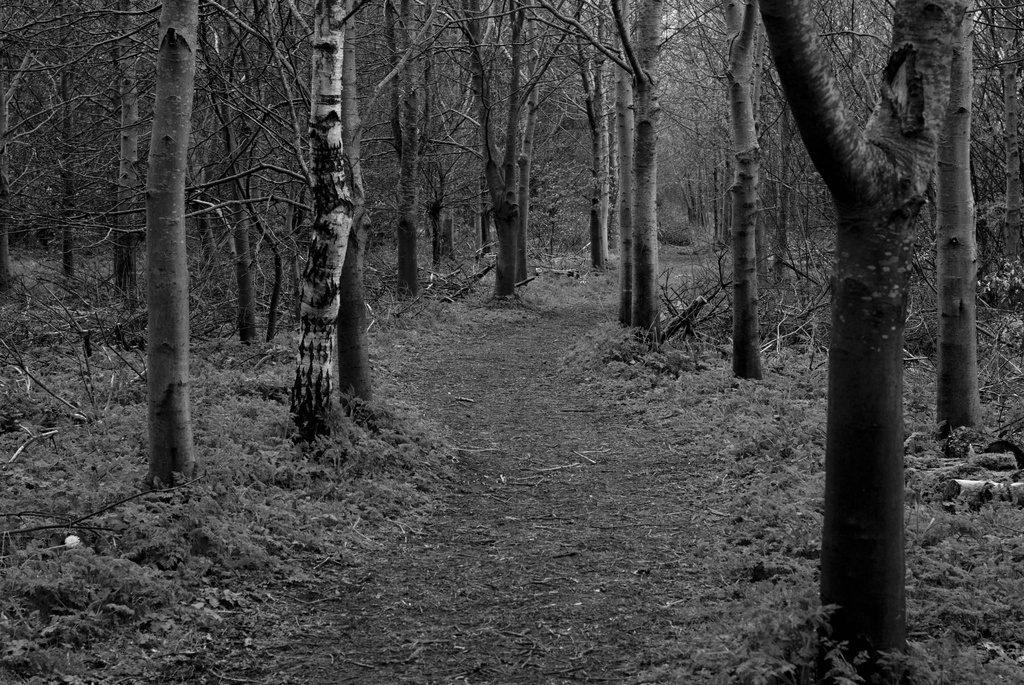 woods by tracybeautychick