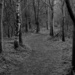woods by tracybeautychick