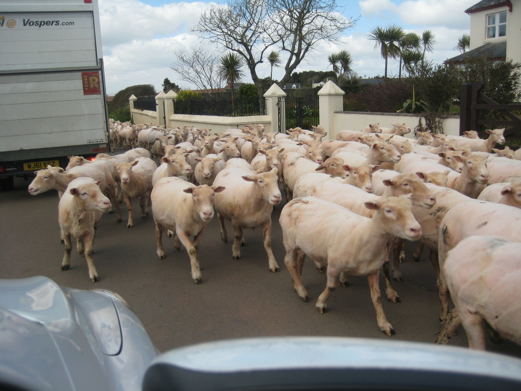 Sheep in a Devon lane by g3xbm