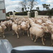 Sheep in a Devon lane by g3xbm