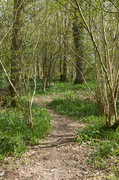 29th Apr 2013 - A Walk in the Woods I - The Winding Road