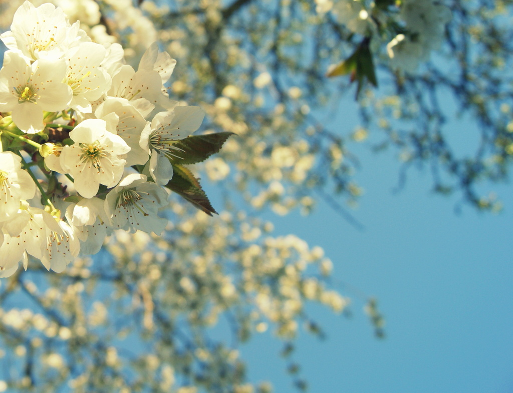 Cherry Blossom (in Tree) by filsie65