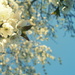 Cherry Blossom (in Tree) by filsie65