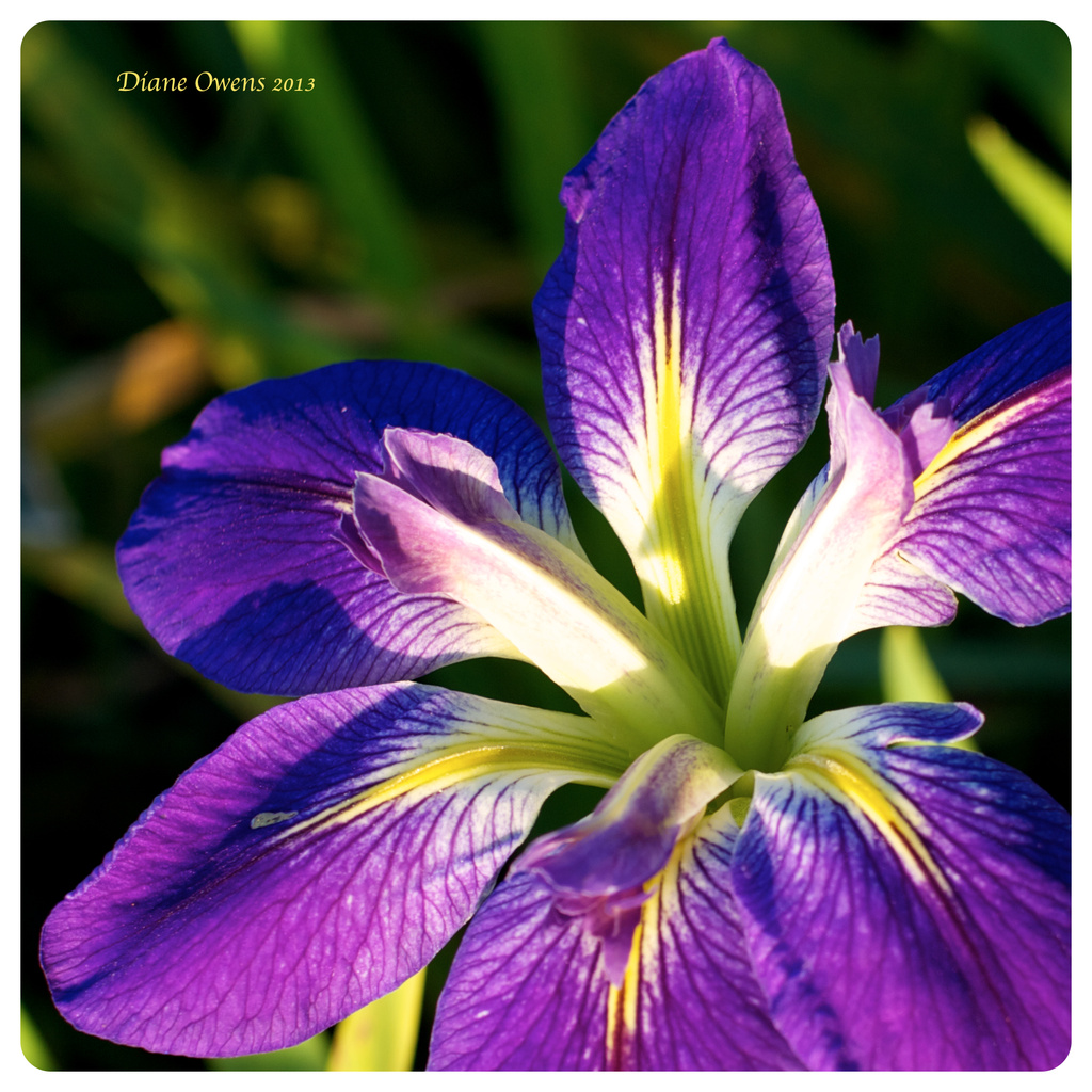 A tough year for irises by eudora