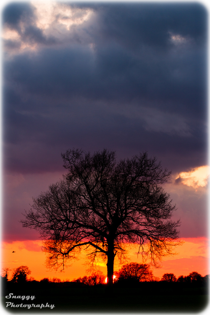 Day 118 - Sunset Tree by snaggy