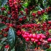 Coffee Beans Boost by carrapeta00