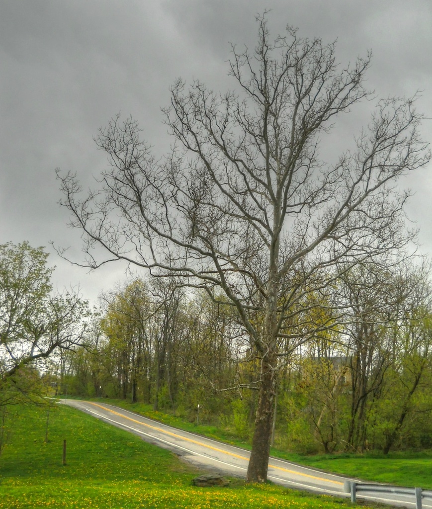 Tree on a cloudy day. by mittens