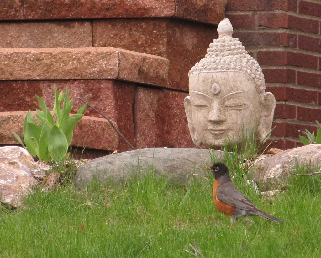 Robin and Buddha by houser934