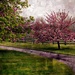 Spring's Beauty In Oil by digitalrn