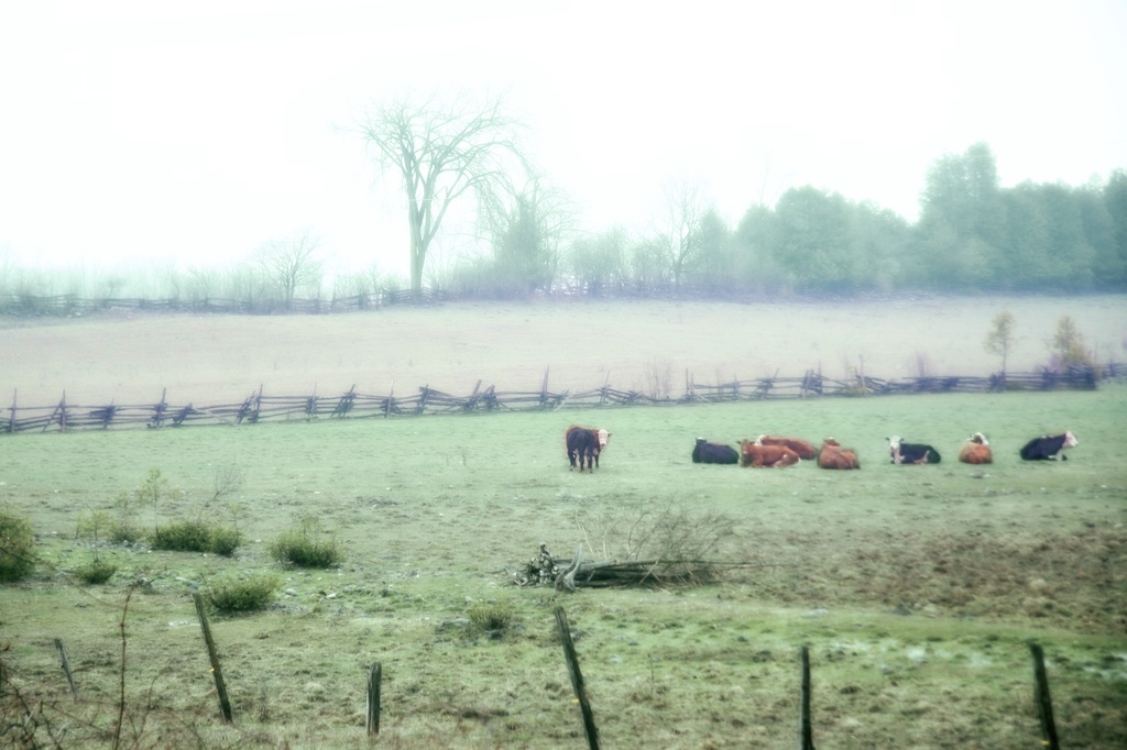 misty morning cows by edie