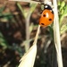 Hello Little Lady Bug by mariaostrowski