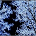 Neon Blue Trees by olivetreeann