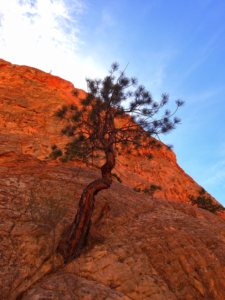 Pine against orange cliff by peterdegraaff