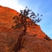 Pine against orange cliff by peterdegraaff