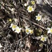 Wood anemone (Anemone nemorosa) - Valkovuokko, Vitsippa IMG_3578 by annelis