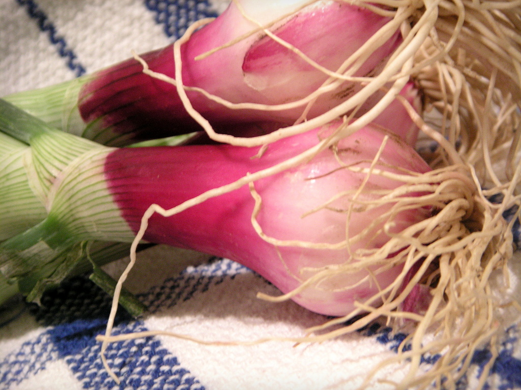 Farmer's Market Onions by pasadenarose