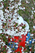 29th Apr 2013 - Fire Hydrant Flowers