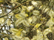 19th Apr 2013 - Bottlebrush tree?