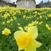 York City Walls in Spring by fishers