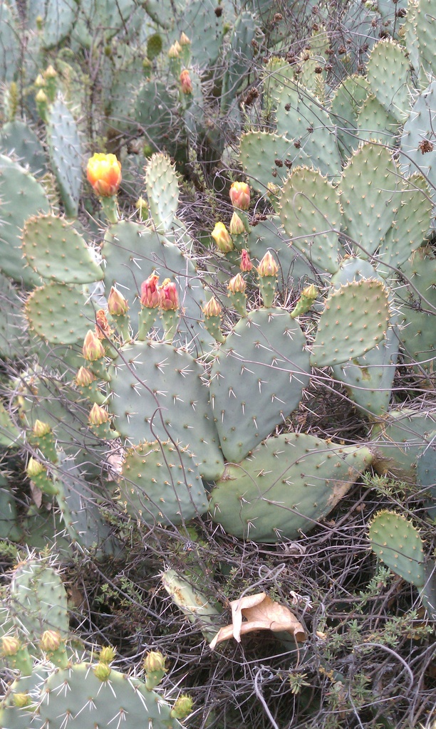 Wild Cactus by lisasutton