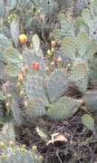 29th Apr 2013 - Wild Cactus