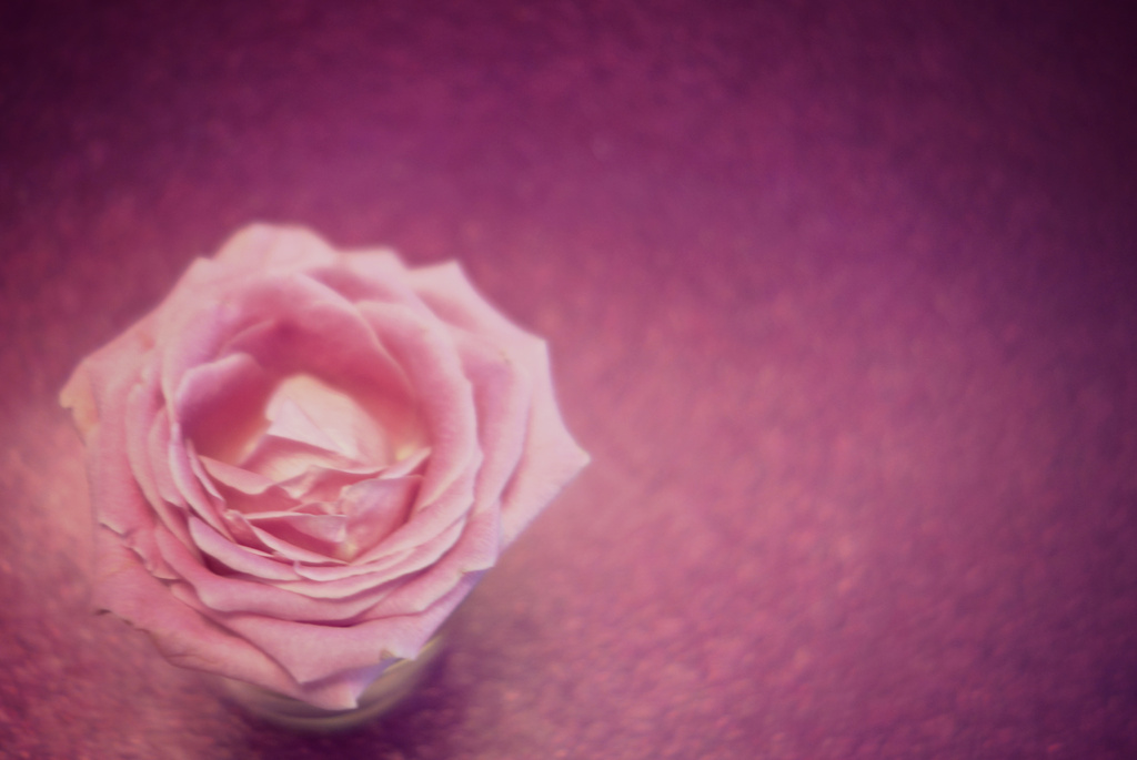 The little pink rose by cocobella