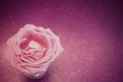 30th Apr 2013 - The little pink rose