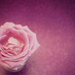The little pink rose by cocobella