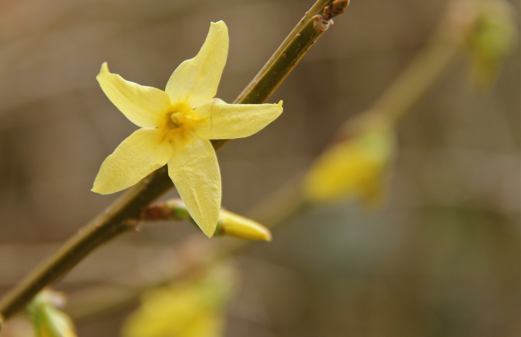 Forsythia Saga by daffodill