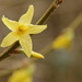 Forsythia Saga by daffodill