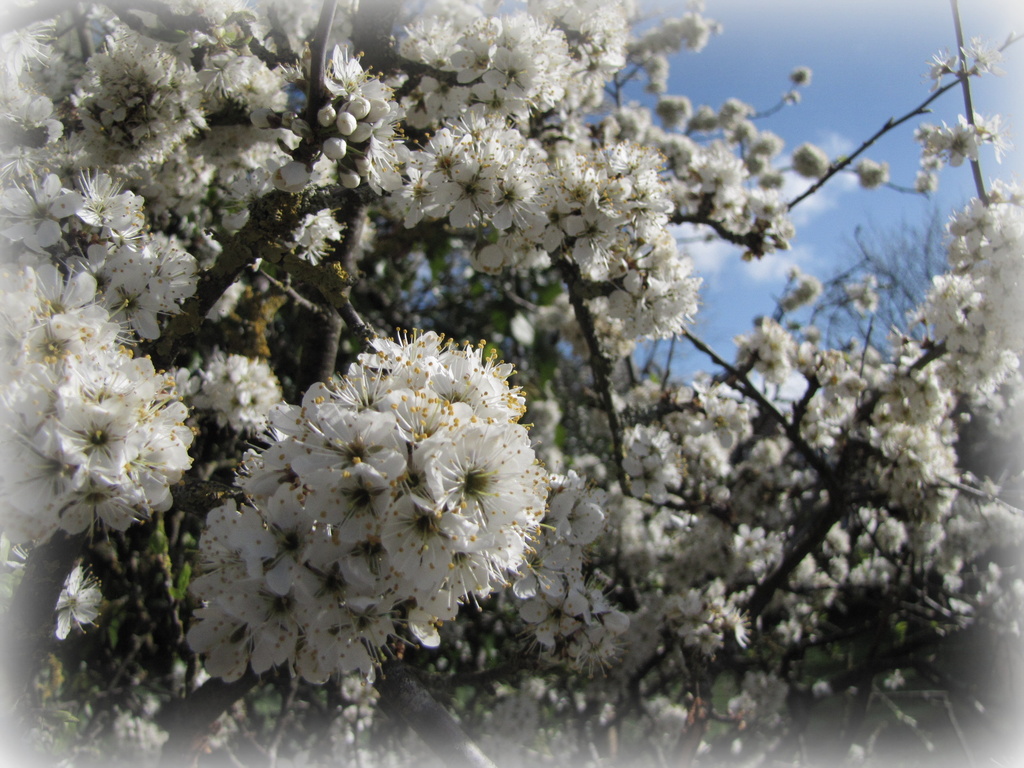 Hedgerow blossom by busylady