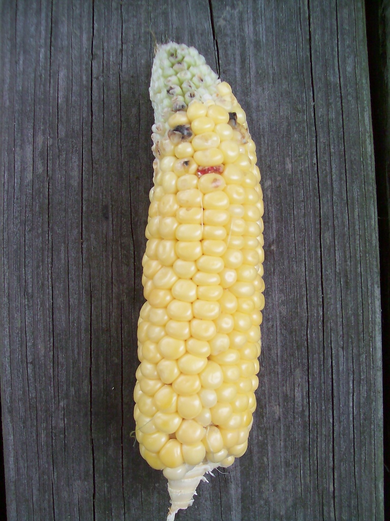 Corn Man by julie