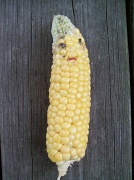 17th Aug 2010 - Corn Man