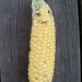 Corn Man by julie