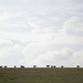 Sheep Event Horizon by philr