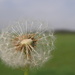 Dandelion by fortong