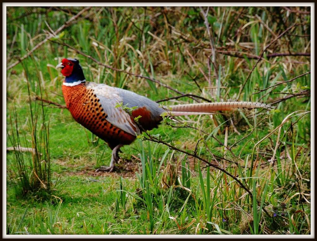 Beautiful pheasant by rosiekind