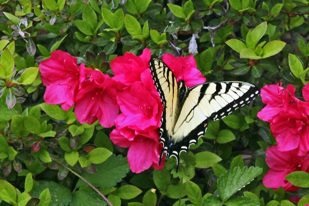 Western Tiger Swallowtail by milaniet