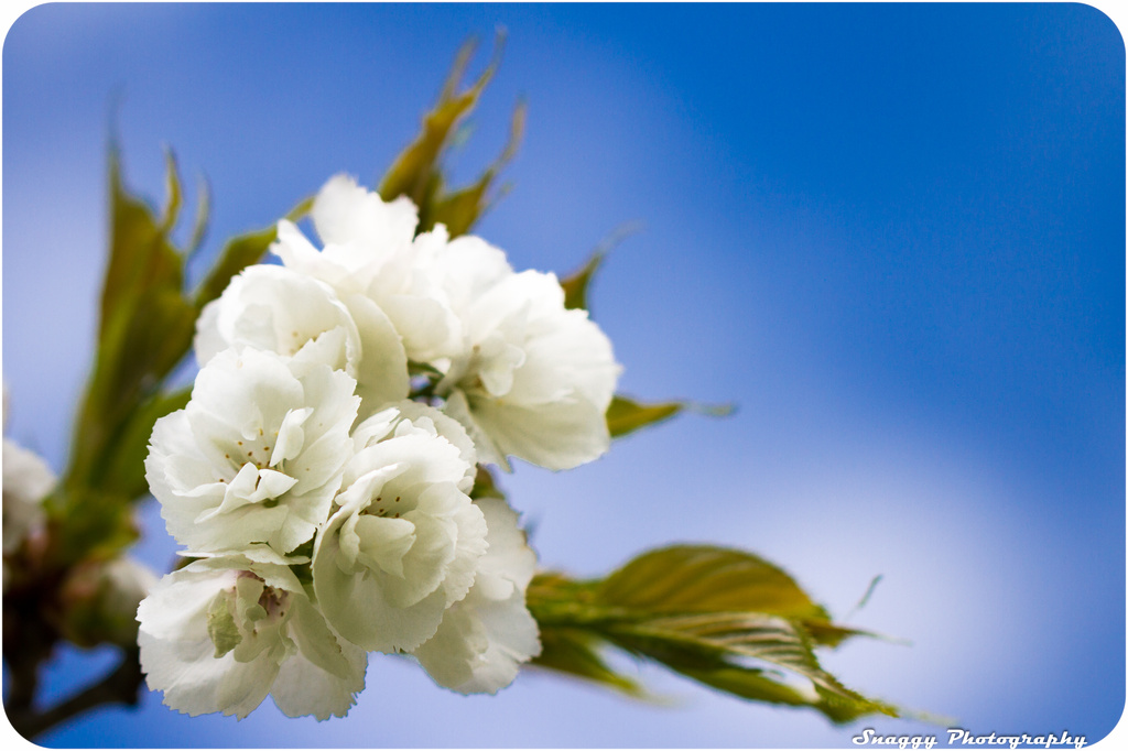 Day 119 - Blossom against the Blue by snaggy