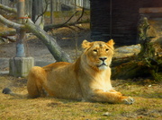 29th Apr 2013 - Lioness