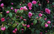 30th Apr 2013 - Camellia