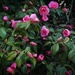 Camellia by craftymeg